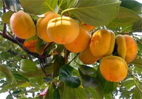 大磨盤柿子供應(yīng) 河北保定磨盤柿之鄉(xiāng) 量大質(zhì)優(yōu)