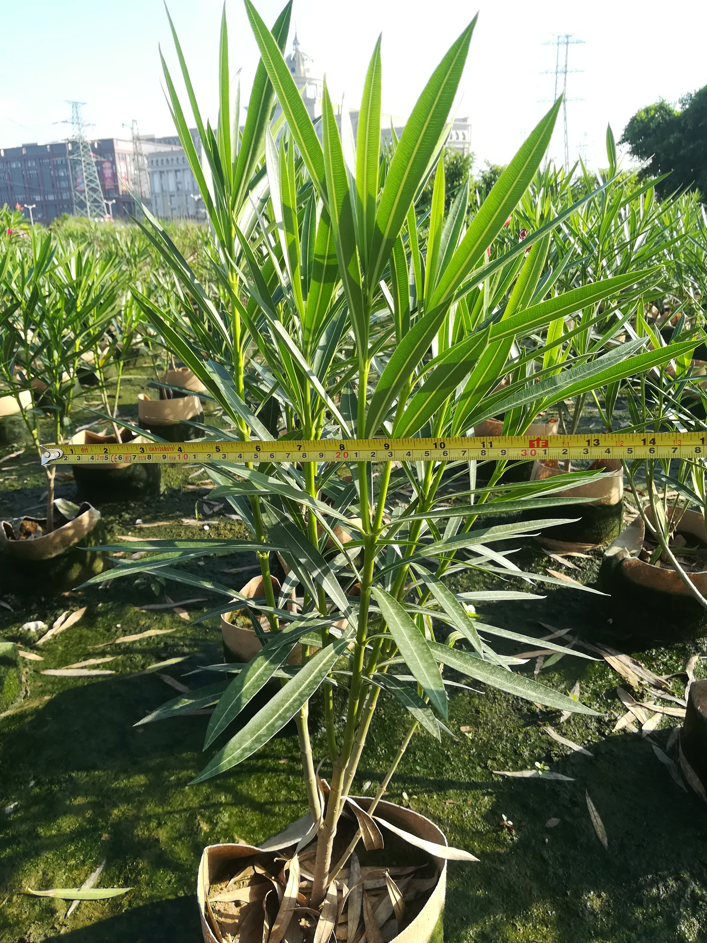 中山景觀設計 園林綠化景觀設計 園林綠化施工養(yǎng)護 小區(qū)園林綠化 中山園林景觀