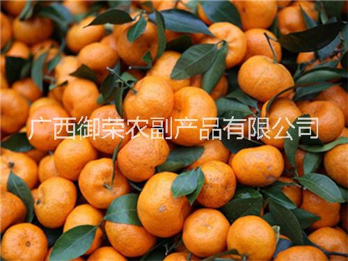 山西砂糖桔批發(fā),供應(yīng)，零售，