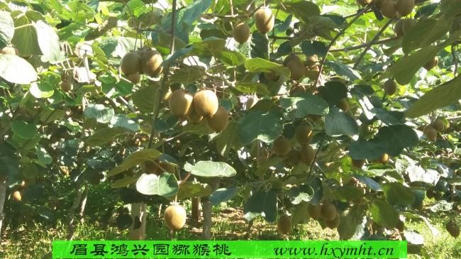 廣州徐香綠心獼猴桃原產(chǎn)地新鮮獼猴桃價(jià)格猴桃一斤多少錢/眉縣獼猴桃招代理