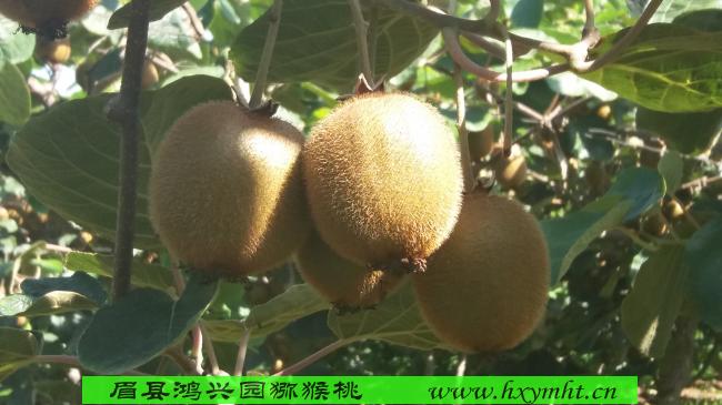 廣州徐香綠心獼猴桃原產(chǎn)地新鮮獼猴桃價(jià)格猴桃一斤多少錢/眉縣獼猴桃招代理