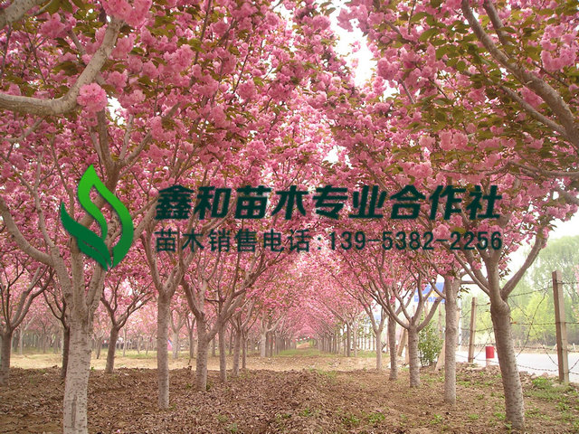 7公分8公分9公分櫻花樹價格 7公分8公分9公分櫻花價格