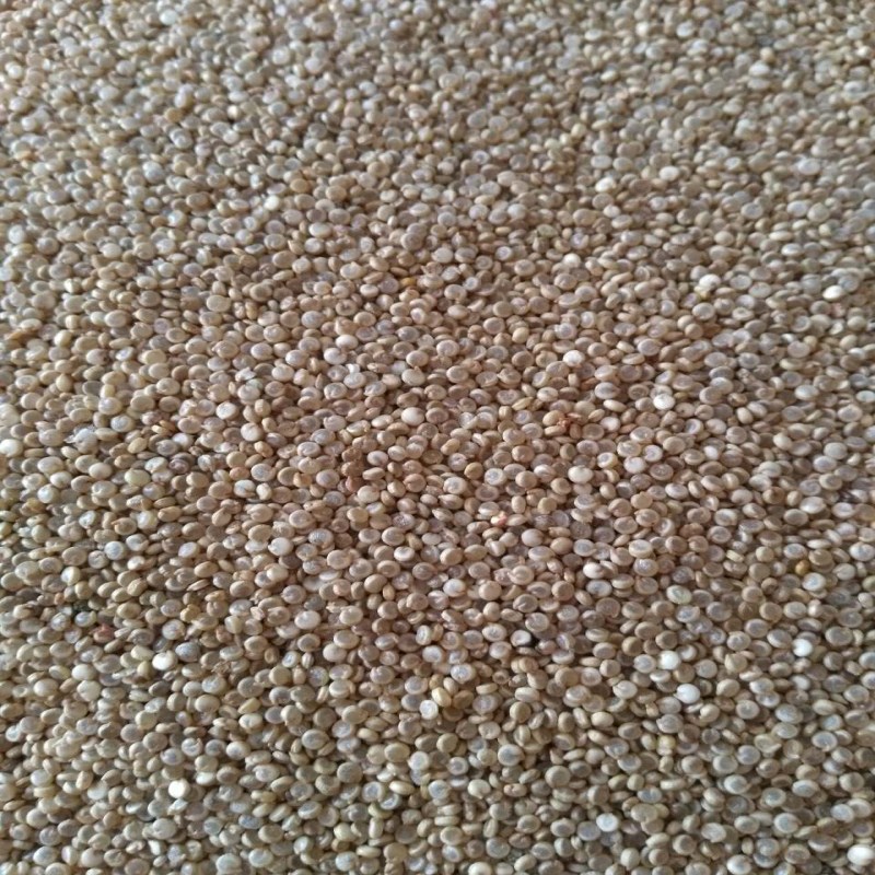 靜樂(lè)藜麥廠家直銷靜樂(lè)特產(chǎn)藜麥粗糧50斤裝藜麥米白藜麥 藜麥靜樂(lè)特產(chǎn)藜麥50斤裝