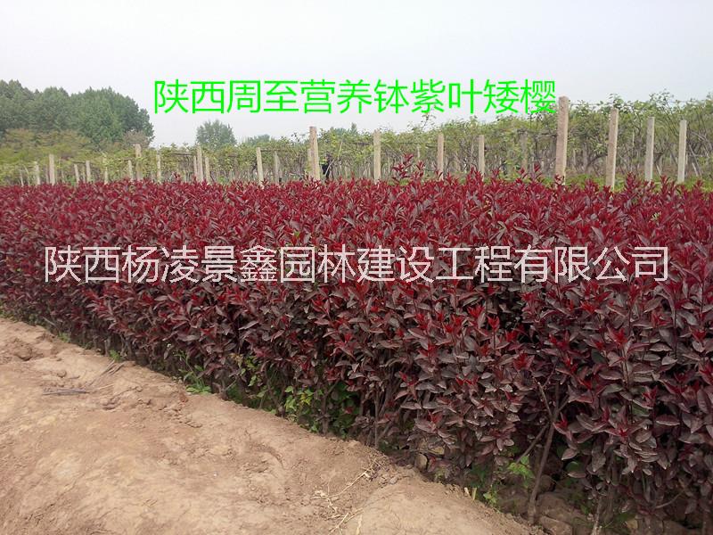 陜西紫葉矮櫻批發(fā)|紫葉矮櫻基地|紫葉矮櫻價格|紫葉矮櫻直銷|營養(yǎng)缽紫葉矮櫻|貨源充足*惠