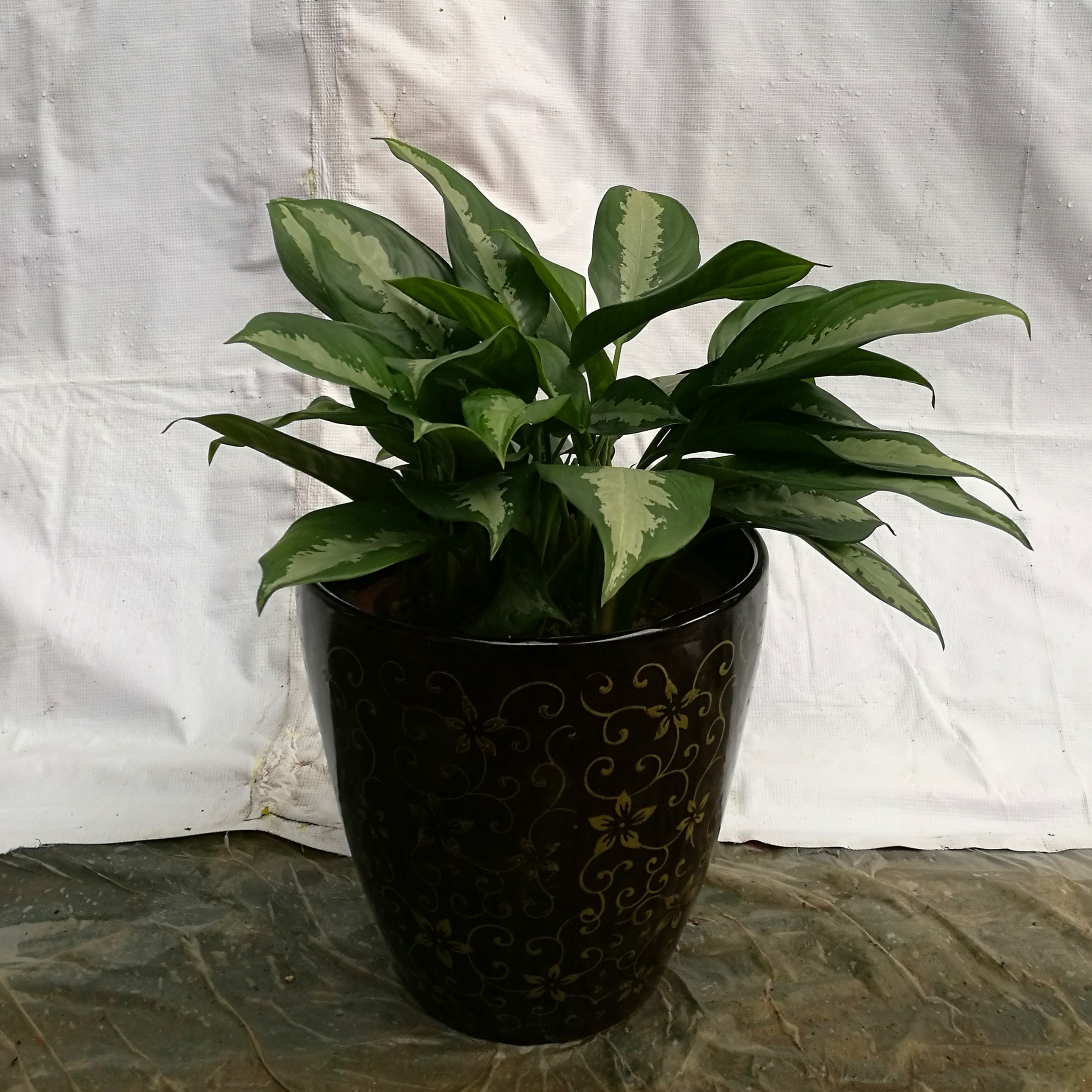 廣州植物租賃 廣州市盆栽租賃價(jià)格  廣州市綠植租賃費(fèi)用  廣州市綠植租賃公司 廣州盆栽租賃 廣州植物租賃廣州植物租賃公司