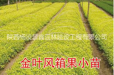 陜西金葉楓箱果耐寒金葉楓箱果批發(fā)西藏新疆甘肅東北金葉楓箱直銷量大優(yōu)惠