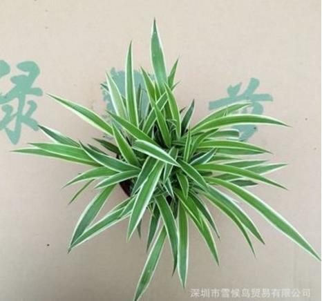 深圳市福田區(qū)錦繡金夕貿(mào)易商行 盆栽 綠蘿 花盆 底盤