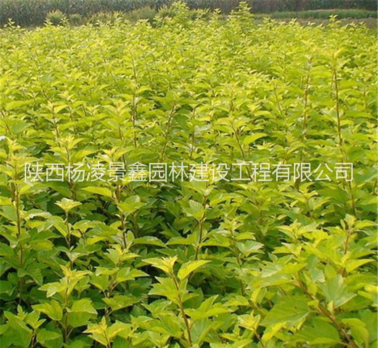 陜西金葉楓箱果耐寒金葉楓箱果批發(fā)西藏新疆甘肅東北金葉楓箱直銷量大優(yōu)惠