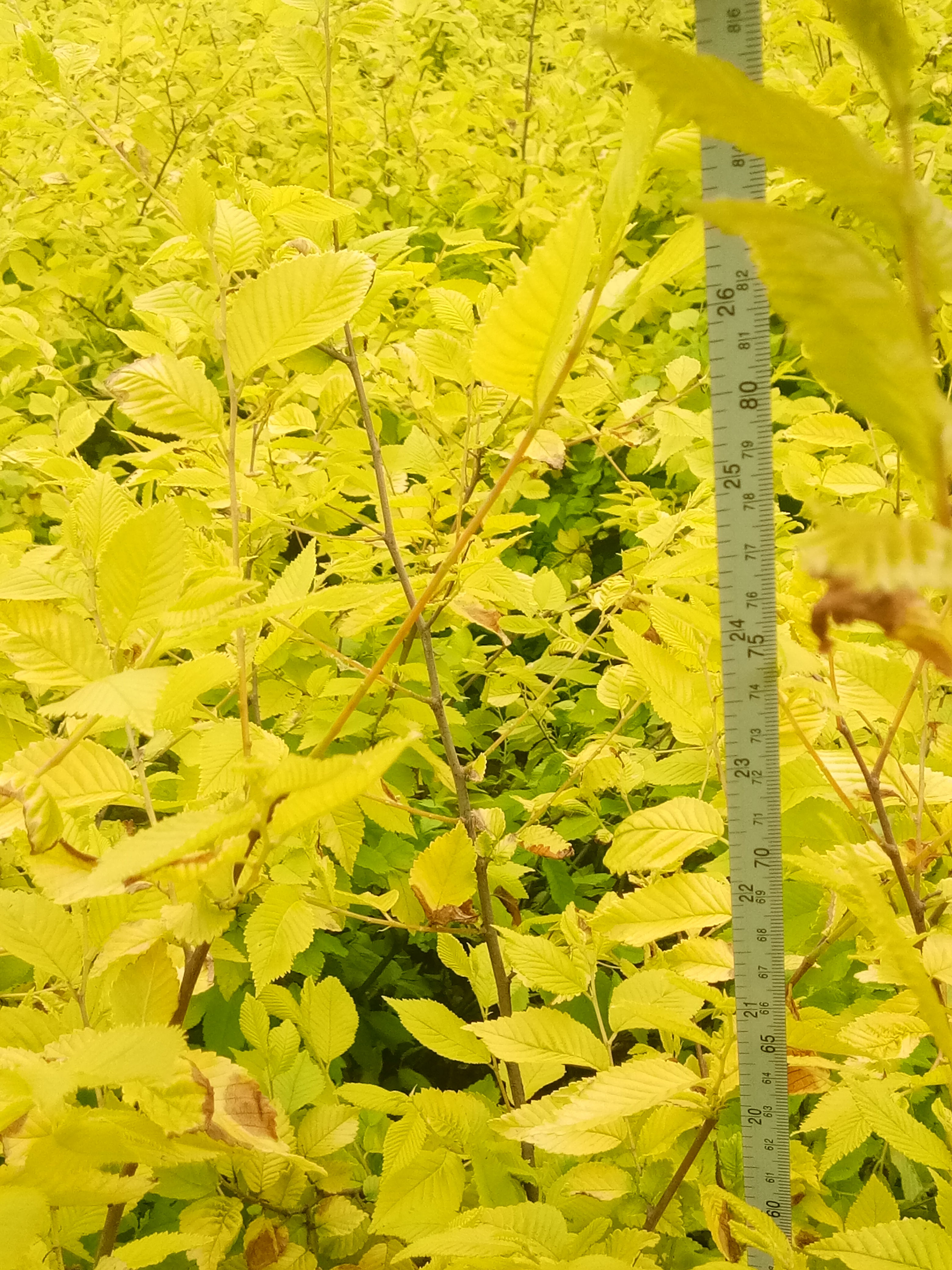 金葉榆基地金葉榆批發(fā)叢生金葉榆價格營養(yǎng)缽金葉榆直銷貨源充足*惠