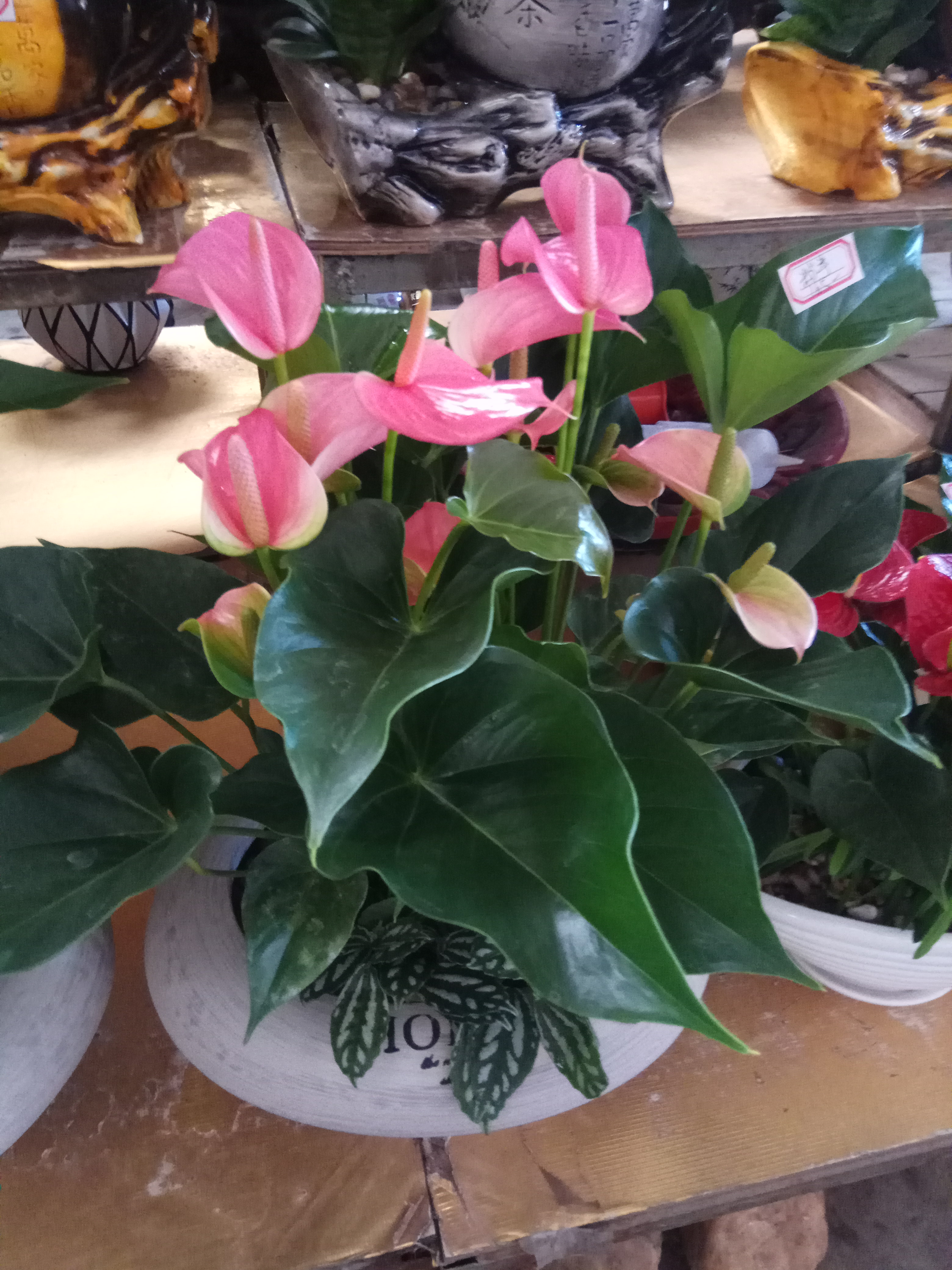 廣州花木租擺 花都花木租擺價(jià)格 白云花木租擺批發(fā) 荔灣花木租擺供應(yīng) 越秀區(qū)花木租擺基地