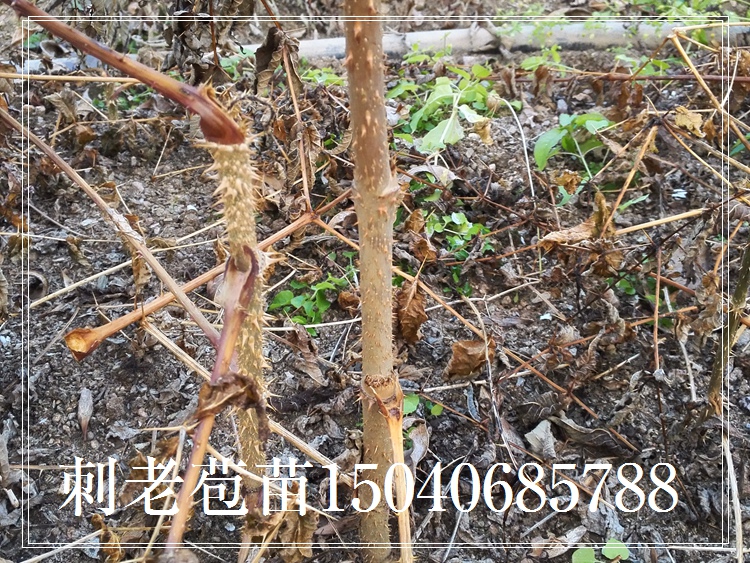 云南刺老包苗 刺苞菜樹苗供應(yīng)