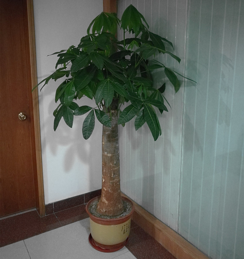 廣州租花電話 廣州租植物價格 廣州租賃綠植行情