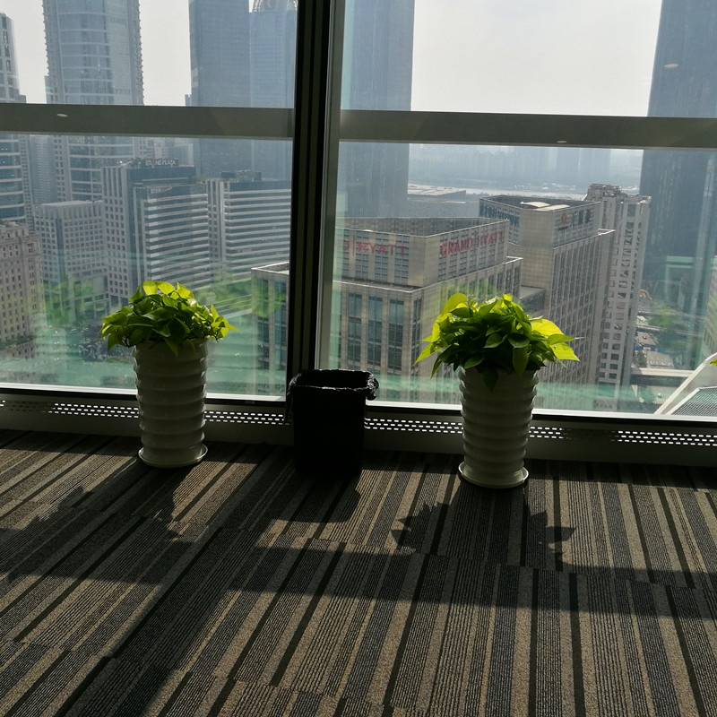 廣州大型租賃公司 廣州租植物公司 廣州租盆景價格