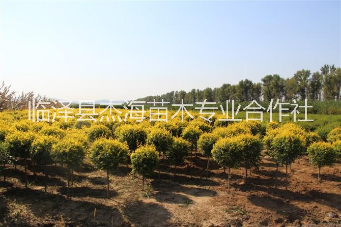 供應(yīng)1-6年生金葉榆|高位嫁接金葉榆樹