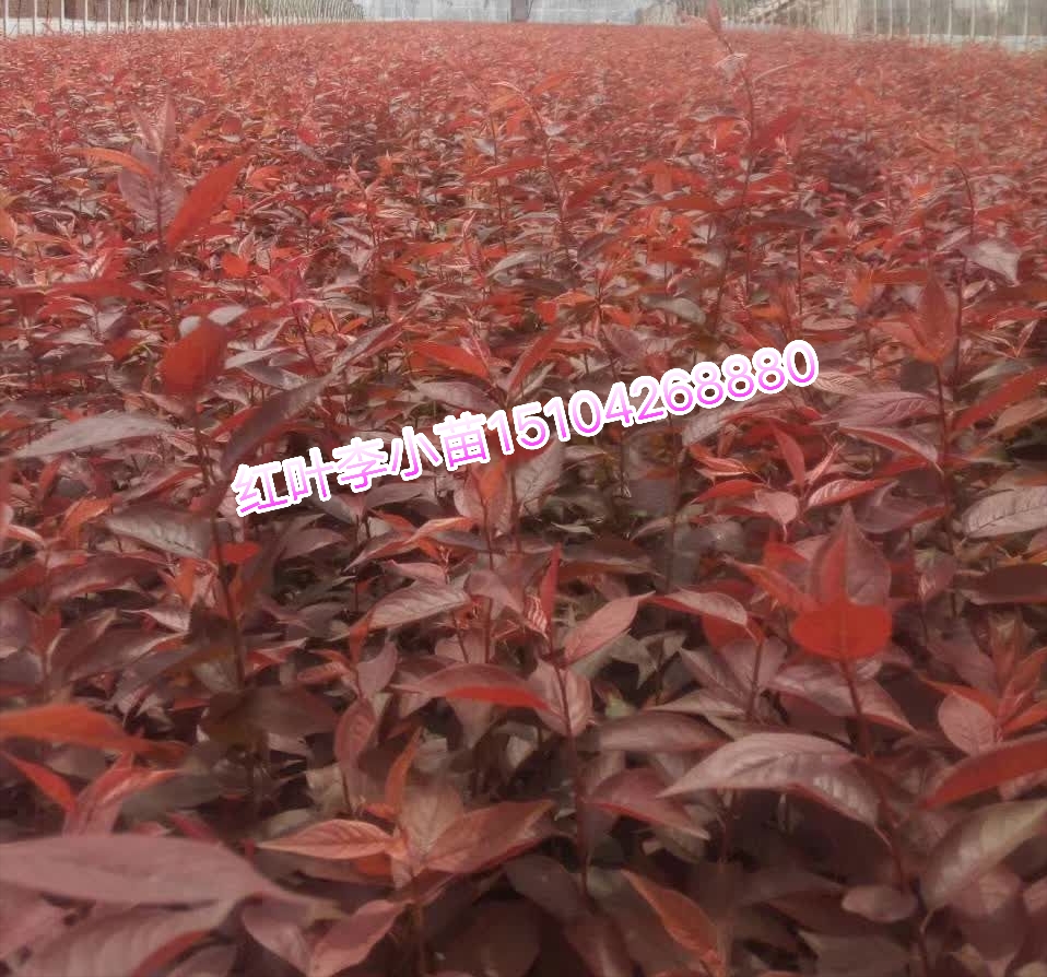 河北密枝紅葉李小苗