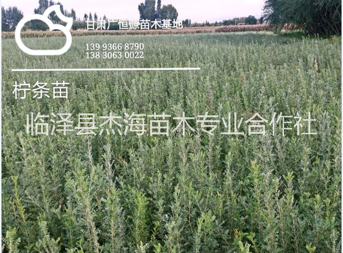 供應40-120公分檸條樹苗 1年生檸條錦雞兒