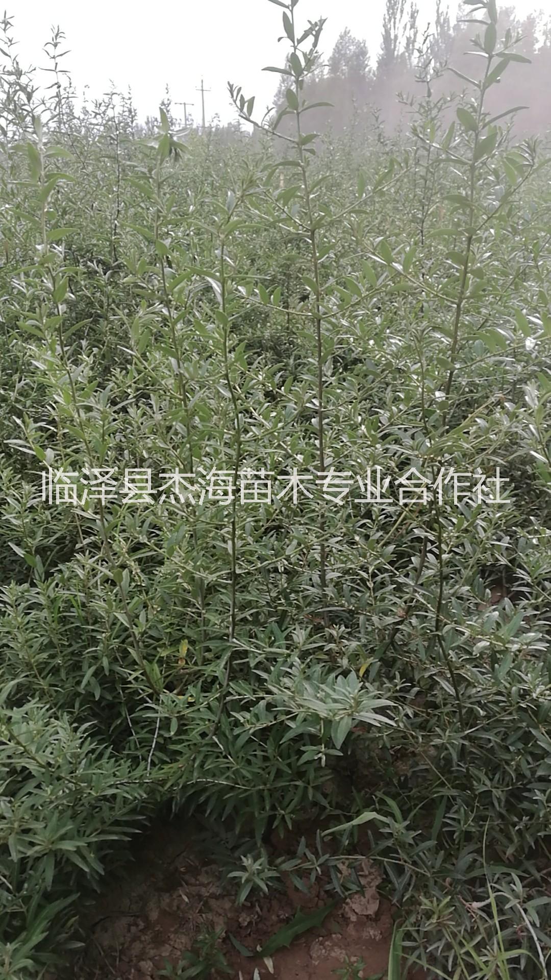 供應(yīng)沙棘苗 高度30-150公分大果黑刺沙棘