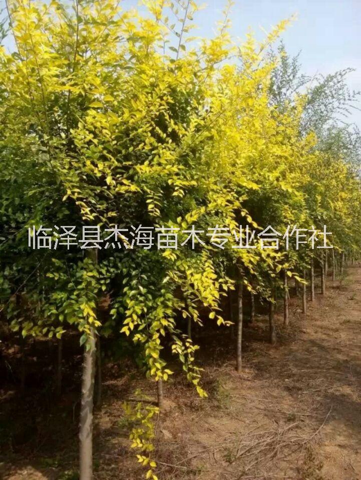 供應(yīng)1-6年生金葉榆|高位嫁接金葉榆樹