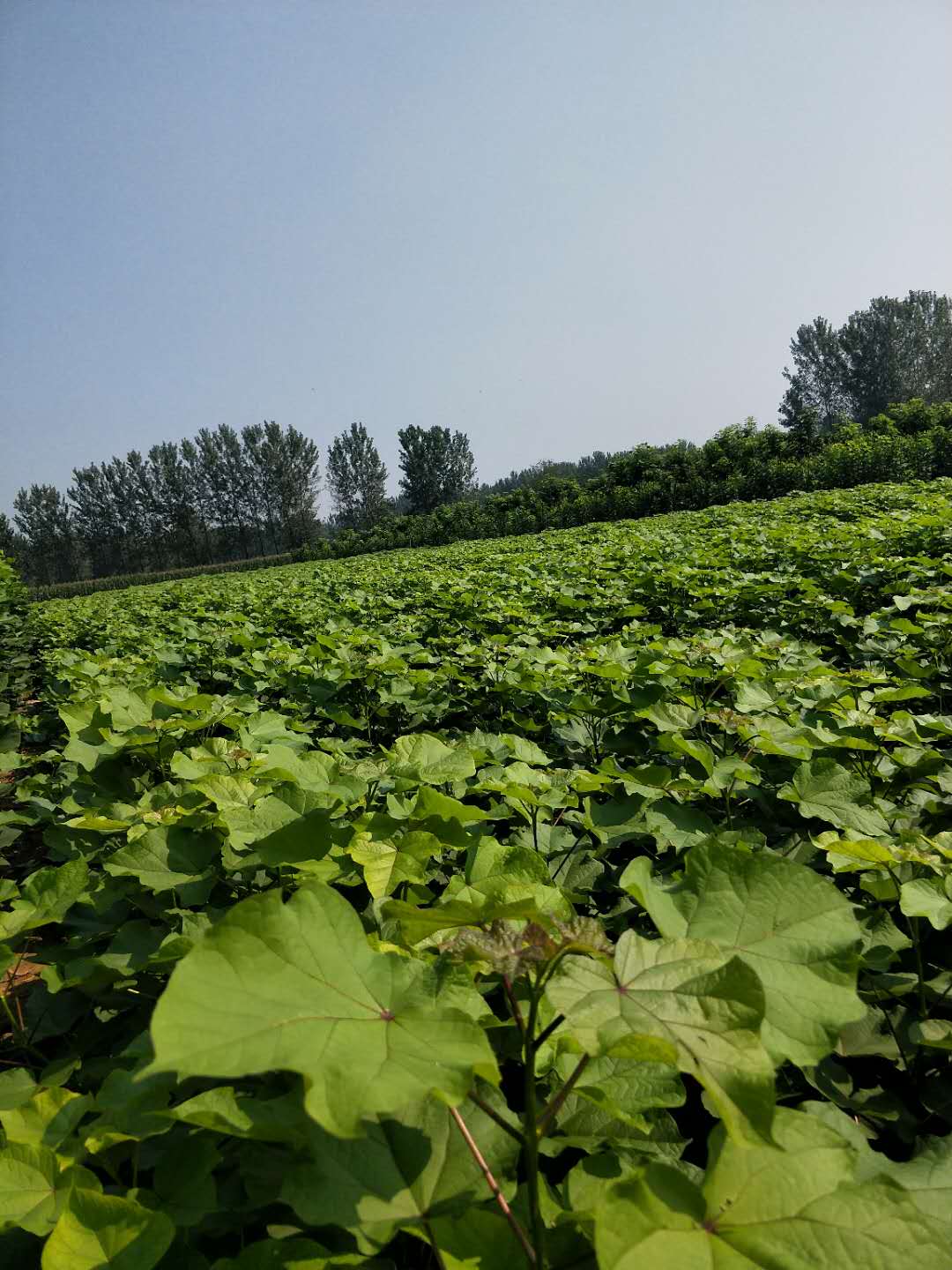 3公分楸樹(shù)   4公分楸樹(shù)   8公分楸樹(shù) 楸樹(shù)價(jià)格  梓樹(shù)苗