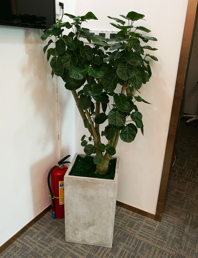 廣州寫字樓租花價格 廣州花卉租擺行情 廣州花卉出租