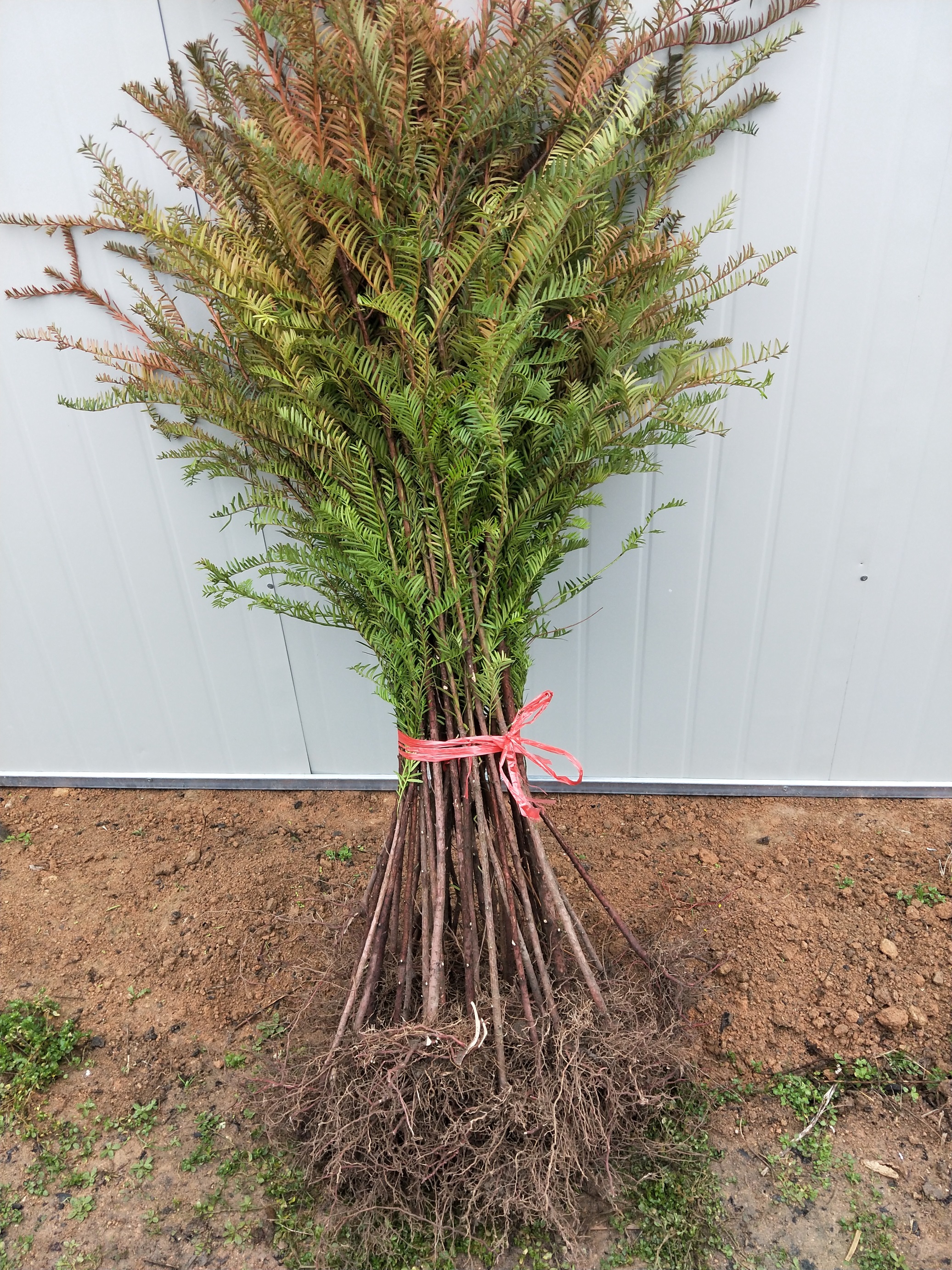 紅豆杉養(yǎng)殖方法紅豆杉價格18年紅豆杉相關(guān)信息紅豆杉