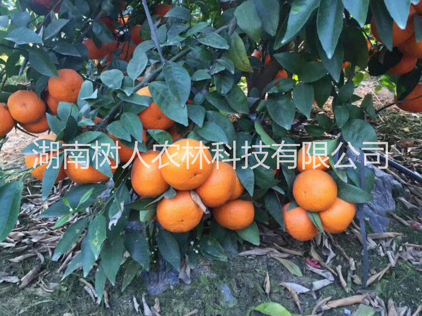 湖南新品種091無核沃柑苗種植基地直銷批發(fā)價(jià)格-管理技術(shù)指導(dǎo)熱線