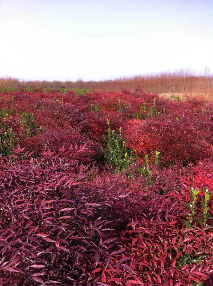 西安蘭天竹基地  蘭天竹哪家好  蘭天竹基地 西安蘭天竹基地  蘭天竹批發(fā)價