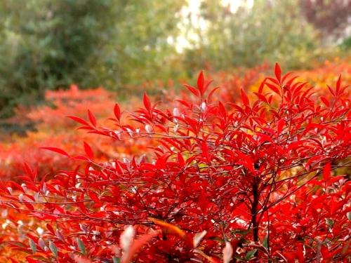 西安蘭天竹基地  蘭天竹哪家好  蘭天竹基地 西安蘭天竹基地  蘭天竹批發(fā)價