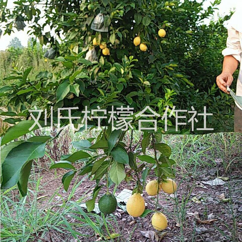 安岳檸檬 安岳尤力克檸檬