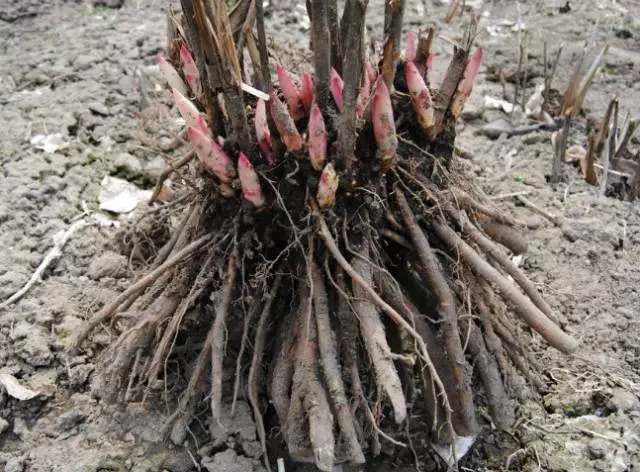 菏澤多禾芍藥種植基地 占地芍藥、芍藥花苗供應(yīng)商