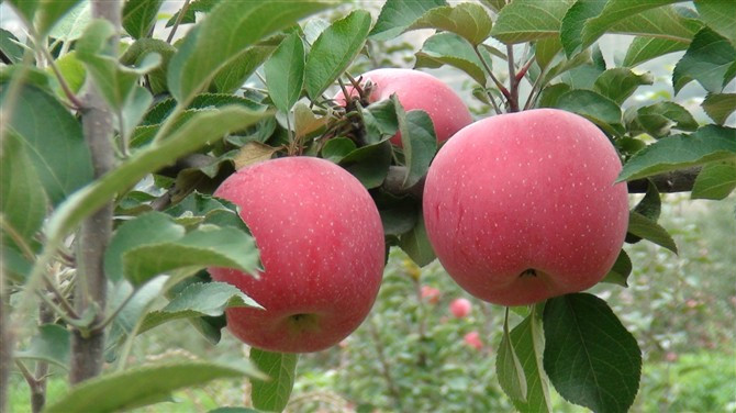 紅富士蘋(píng)果