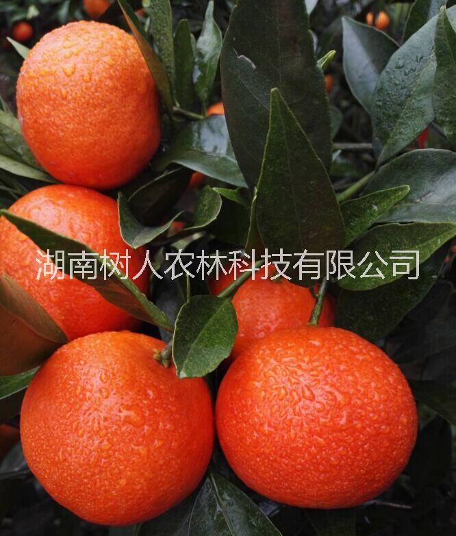 世紀(jì)紅柑桔苗樹人公司供應(yīng)及各類柑桔橙子品種柑桔苗管理技術(shù)指導(dǎo)