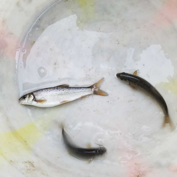 四川雅魚超級(jí)好吃，但是很少有人知