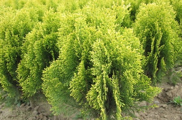 陜西灑金柏新疆西藏灑金柏批發(fā)甘肅青海寧夏優(yōu)質(zhì)灑金柏基地直銷