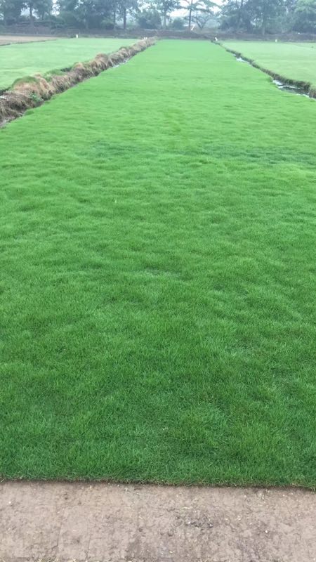 臺灣草批發(fā) 臺灣草批發(fā)價格 臺灣草種植基地 中山草皮種植基地 承包園林綠化工程