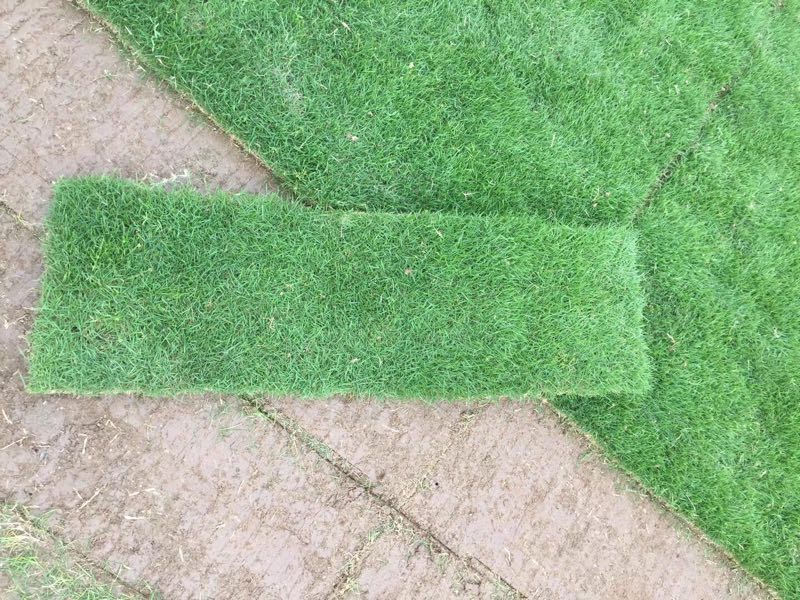 草皮 中山優(yōu)質(zhì)草皮 草皮價(jià)格 中山草皮種植基地 優(yōu)質(zhì)草皮價(jià)格 臺灣草皮批發(fā)