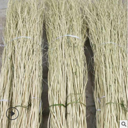 全國(guó)直銷 龍柳 龍柳廠家批發(fā) 龍柳供應(yīng)商 龍柳批發(fā)供應(yīng)商 水培龍柳廠家 龍柳干支供應(yīng)商