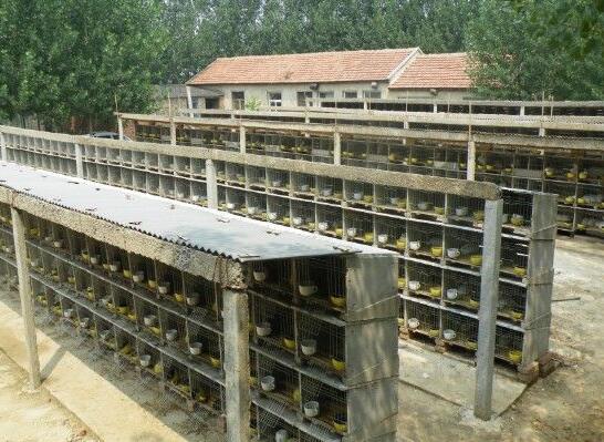 供應(yīng)現(xiàn)貨水泥兔籠兔舍兔子養(yǎng)殖