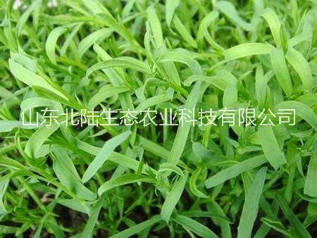 山東北陸-松柳苗種子