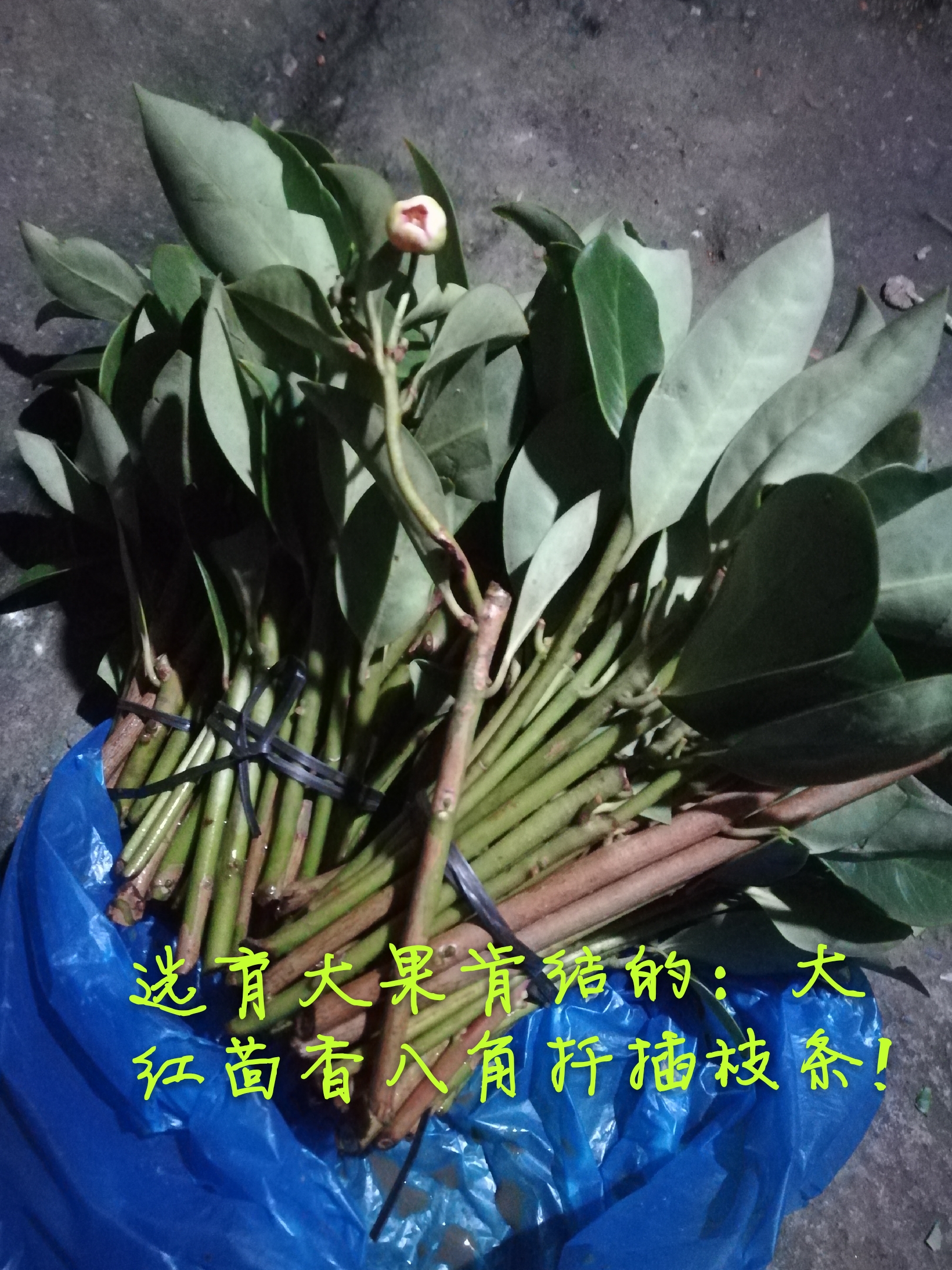 優(yōu)品質好結的茴香八角 八角種子價格 茴香八角價格 八角種子批發(fā) 茴香八角價格價格 八角種子價格批發(fā) 八角價格批發(fā)