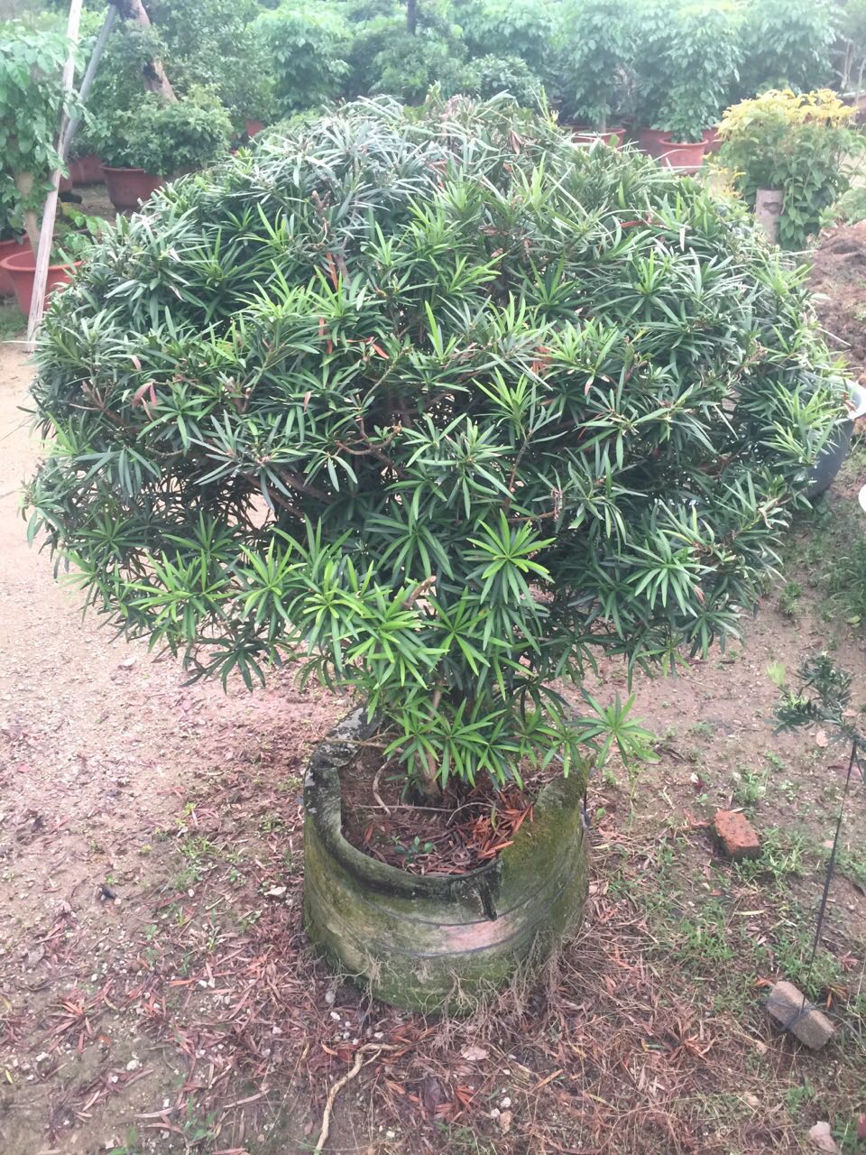 亭園設(shè)計(jì)，園林景觀。羅漢松