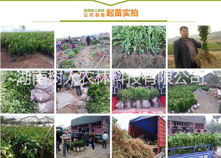 不知火丑柑苗樹人公司基地提供各類柑桔品種柑桔苗管理技術(shù)指導(dǎo)