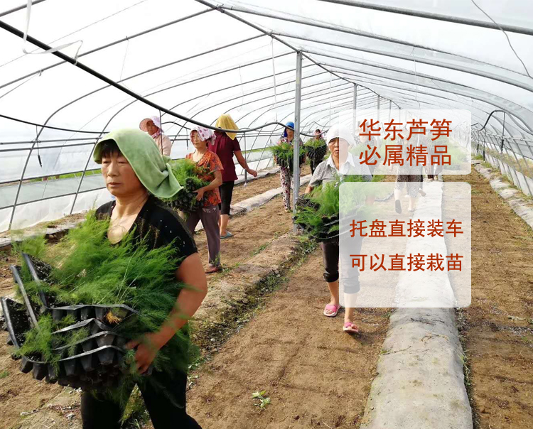 蘆筍苗華東盛豐F1青蘆筍苗雜交一代種子*蔬菜種植技術(shù)培育 蘆筍苗華東盛豐F1蘆筍苗