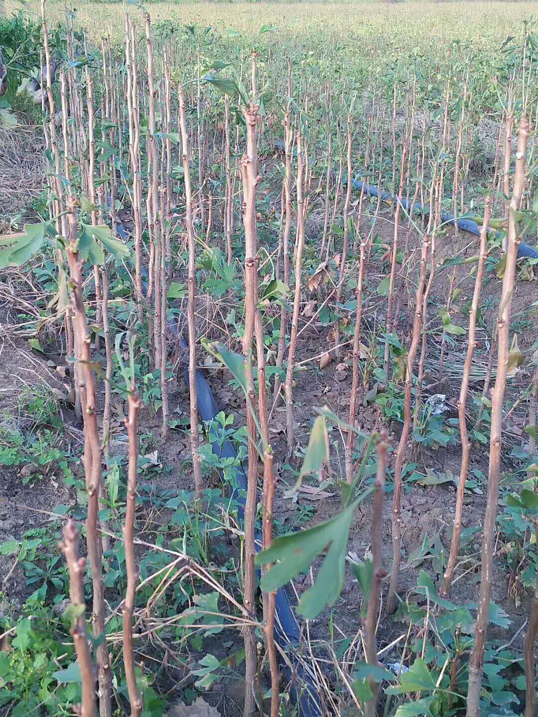 湖北銀杏樹小苗_*批發(fā)_苗圃直銷_銀杏樹小苗保證成活率