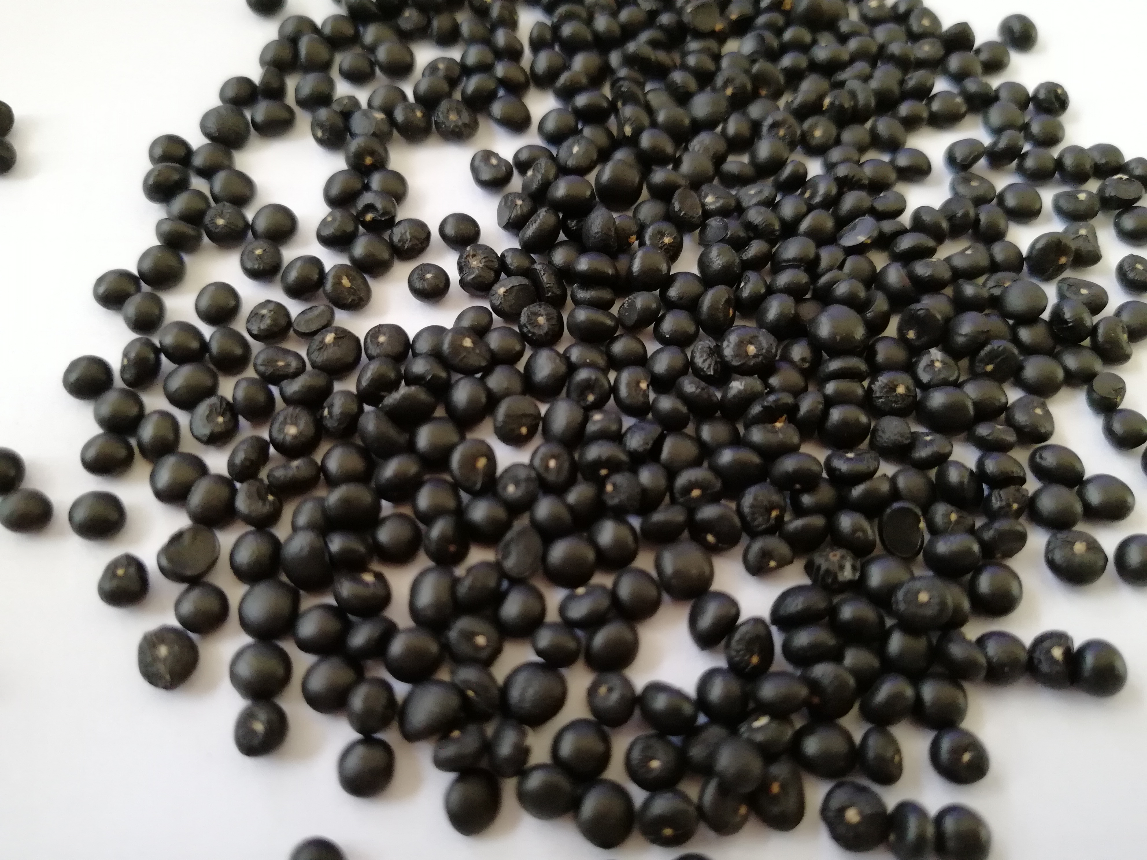 農(nóng)作物蔬菜蘆筍種子盛豐F1  國產(chǎn)四季蔬菜白綠青蘆筍石刁