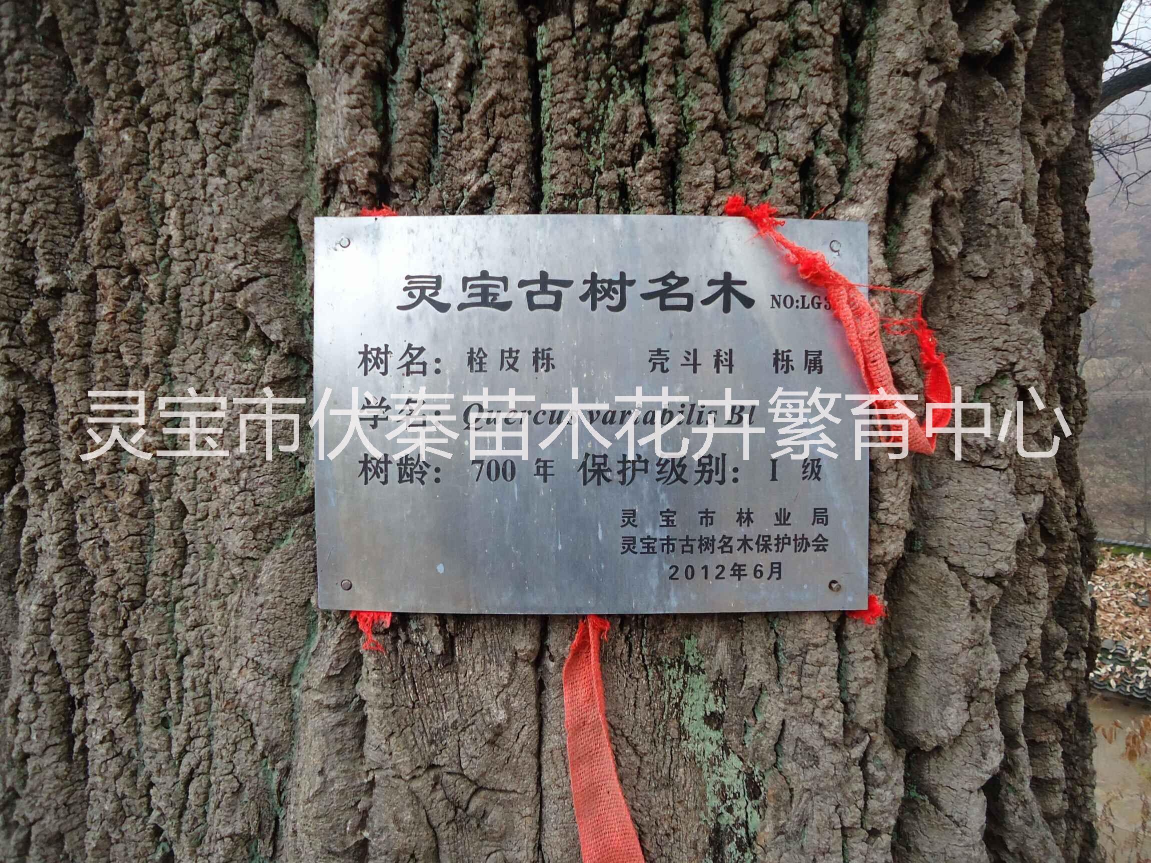 供應(yīng)栓皮櫟苗木150萬株