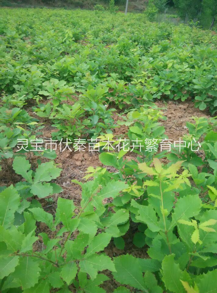 供應(yīng)蒙古櫟苗木150萬(wàn)株