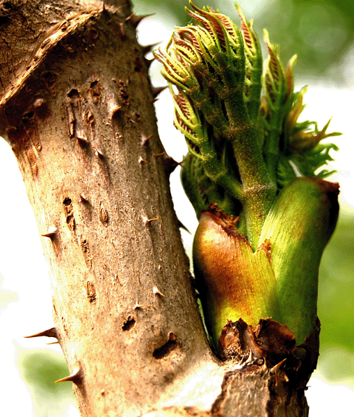 供應(yīng)刺楸苗木5萬株