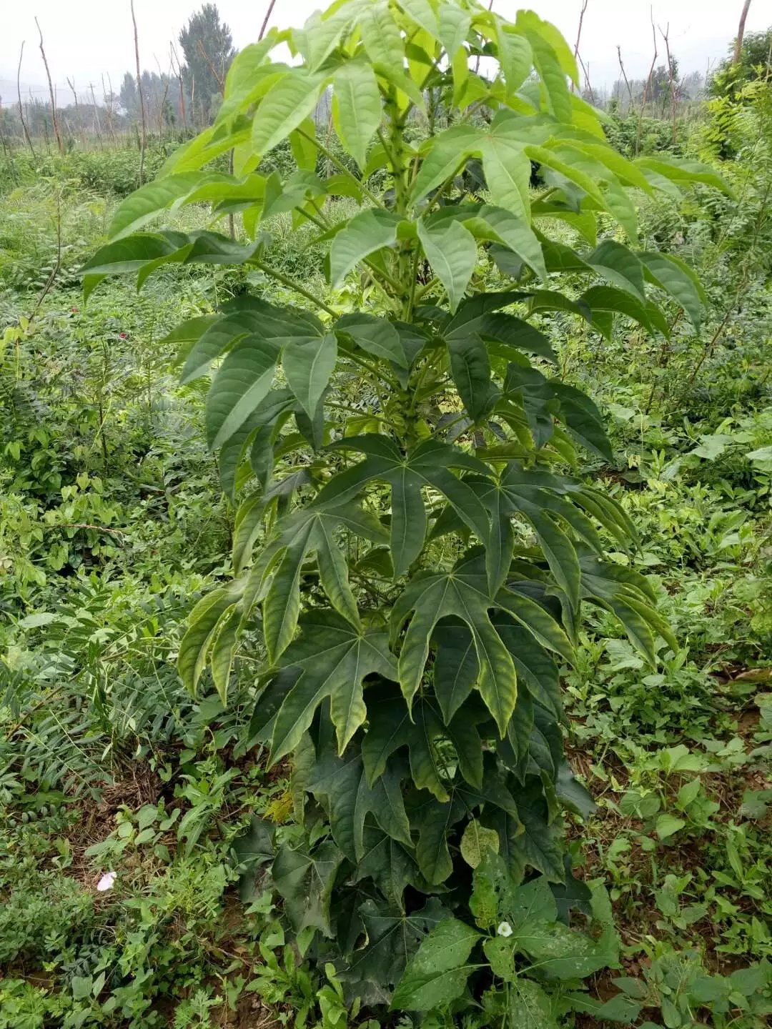 供應(yīng)刺楸苗木5萬株