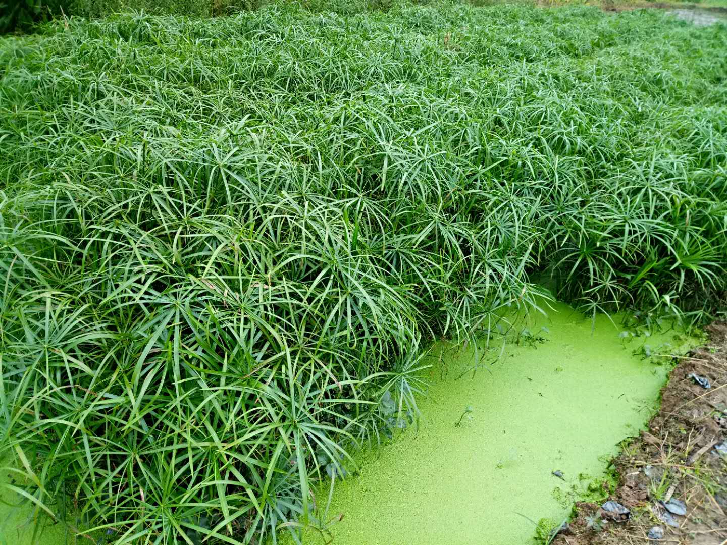 湖南風(fēng)車草批發(fā)價格｜湖南水生植物哪里有基地｜湖南水生植物哪家好｜湖南生態(tài)水生植物供應(yīng)商